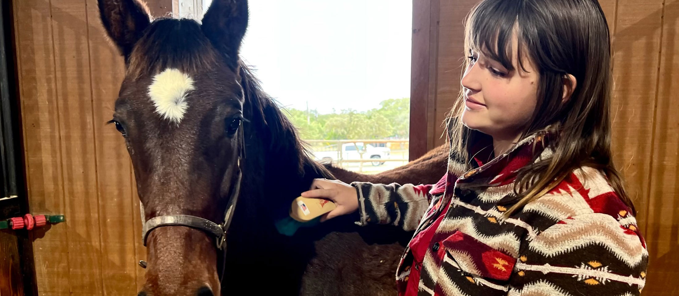 Abby grooming a foal by brushing and haltering it.
